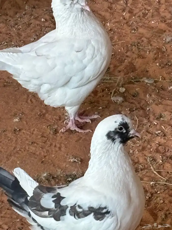 حمام كنق للبيع 1