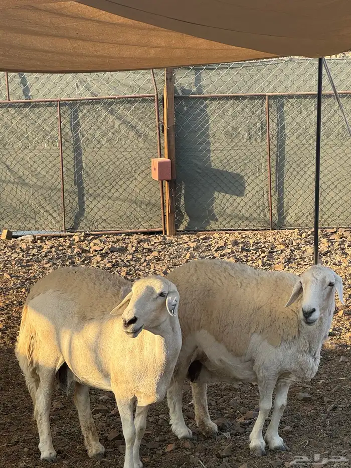 ضان حريات تم البيع 4