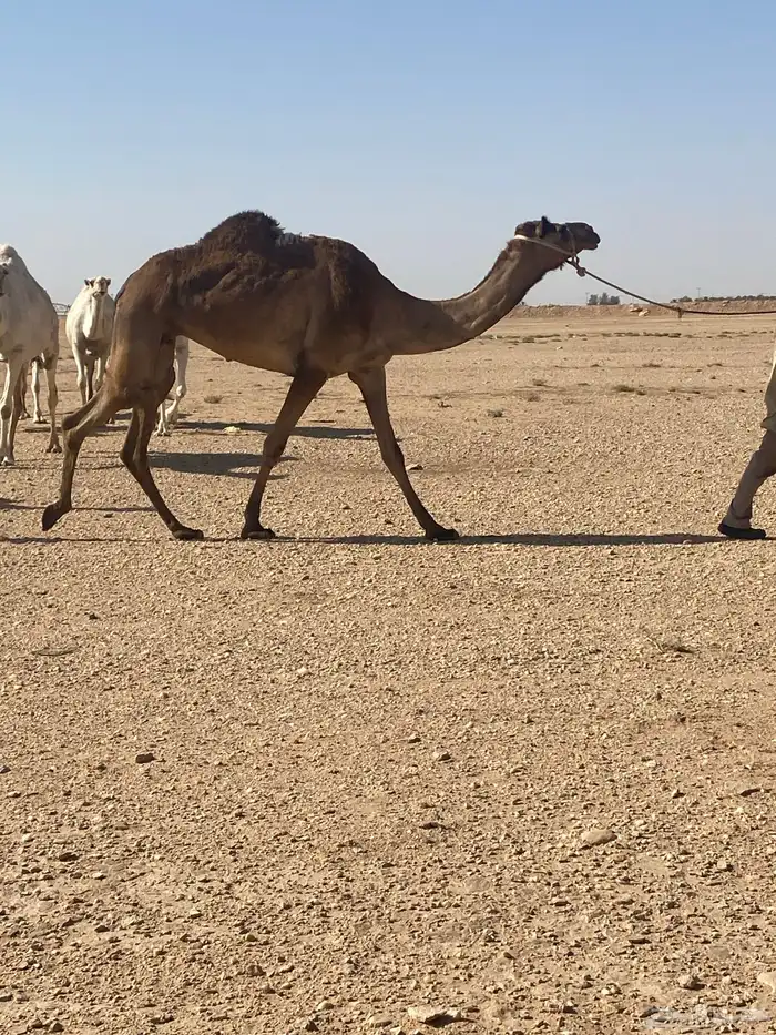 رحول ابل طوع للبيع 2