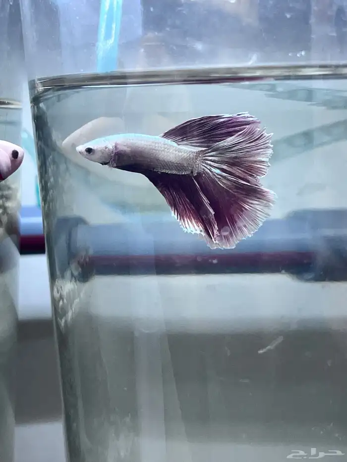 Large male and female betta fish 4