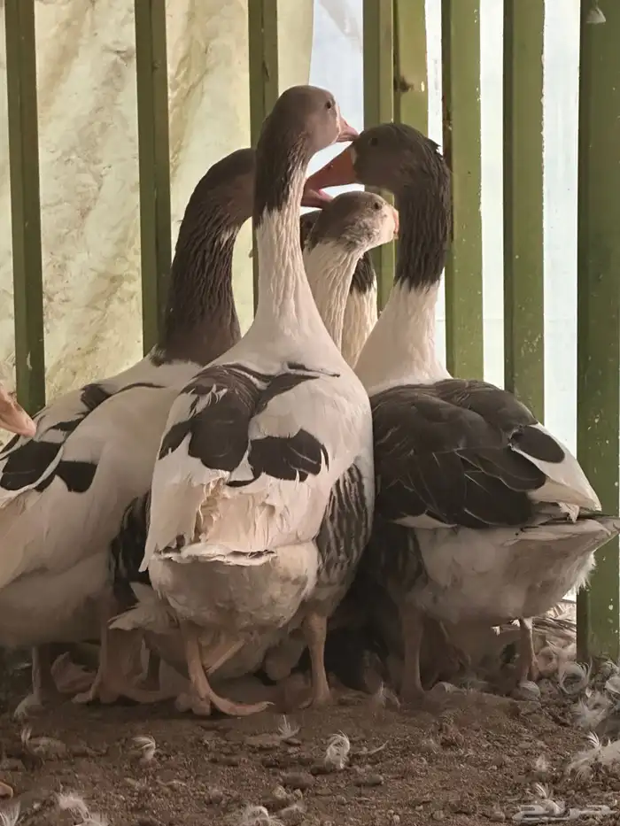 وز بلدي للبيع خالي من الأمراض 0