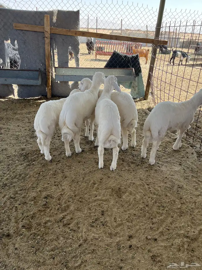 ذبايح للبيع جمله تفريد 0