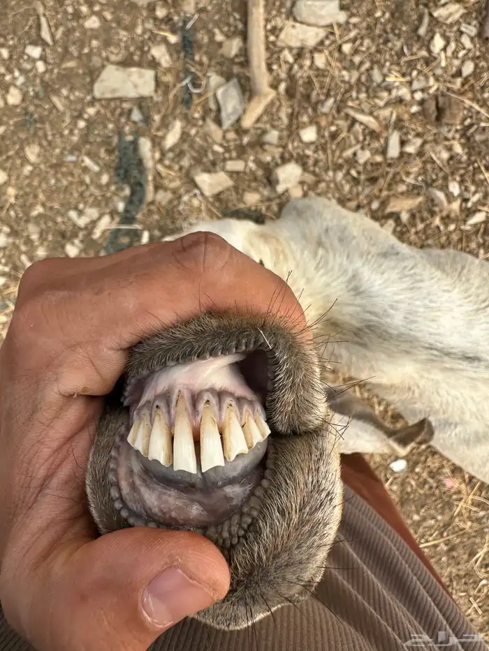 معزا دفع 4