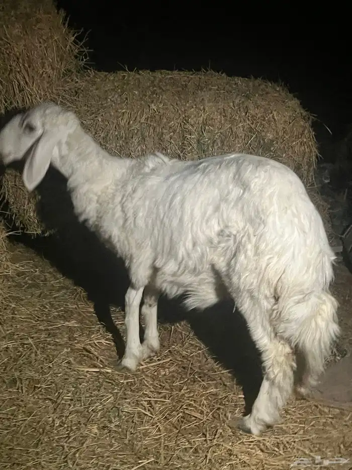 رخل حريه الخرج 0