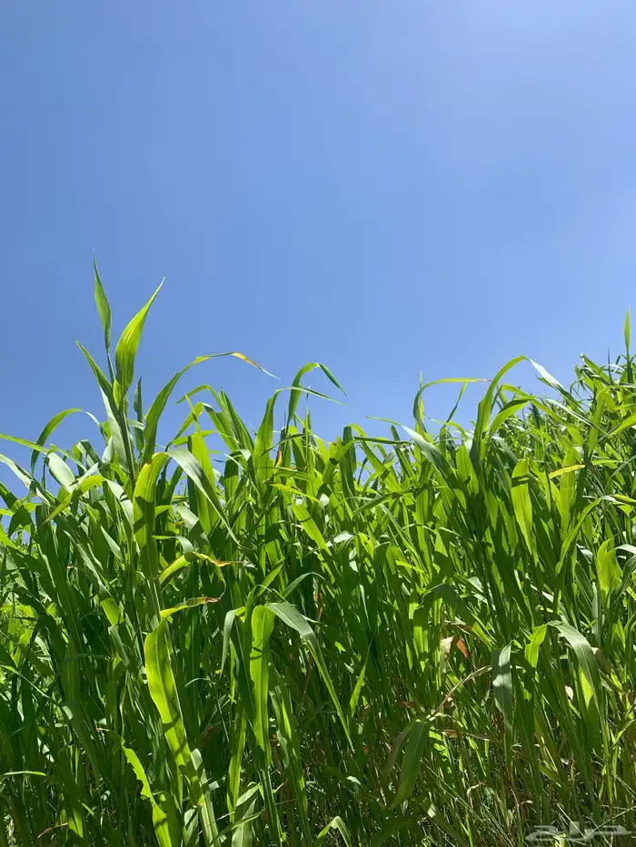 ( حجز مسبق بعربون)ذره جيزاني شد جندير 0