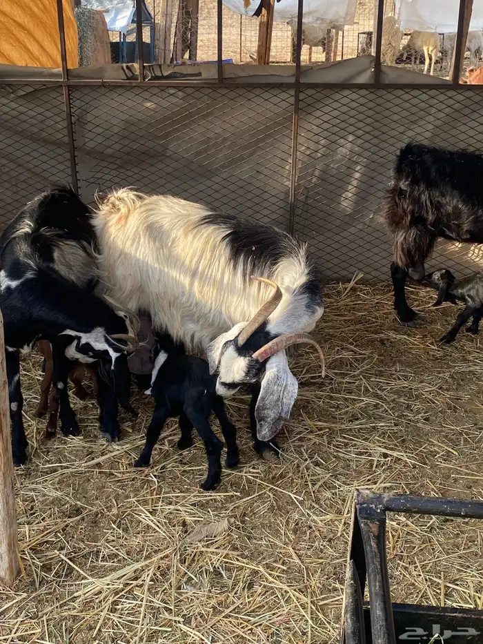 معزا خلفات. تم البيع 0