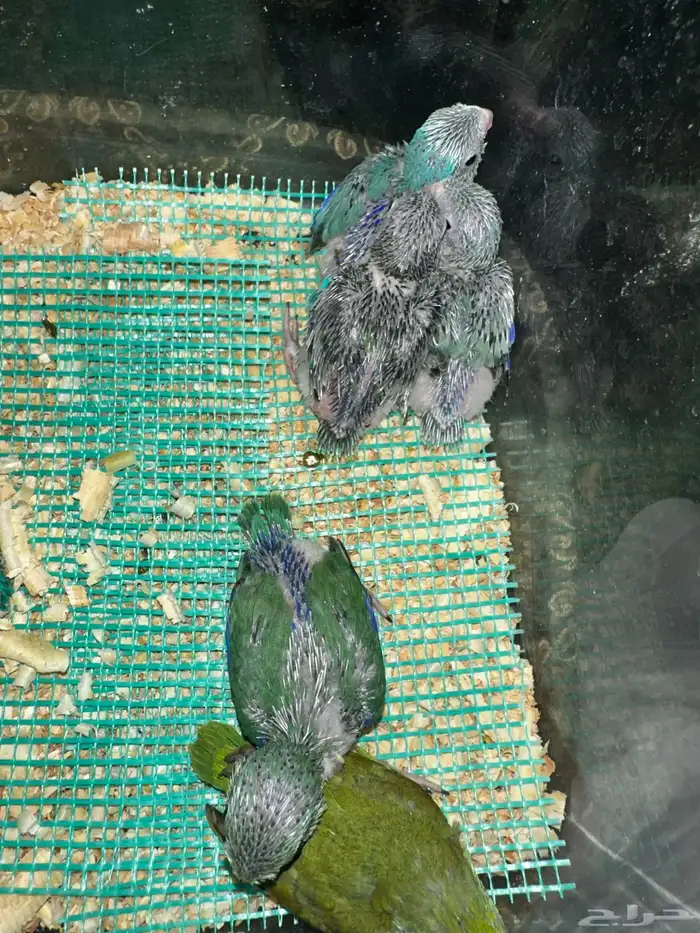 ميني روز بارتوليت 5