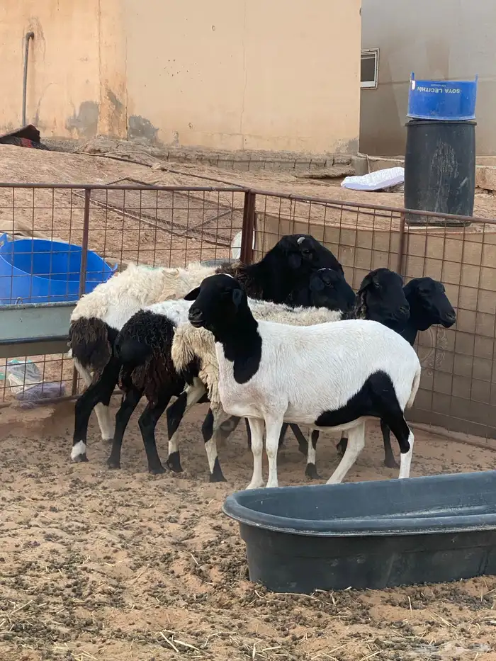 شياه برابر 2