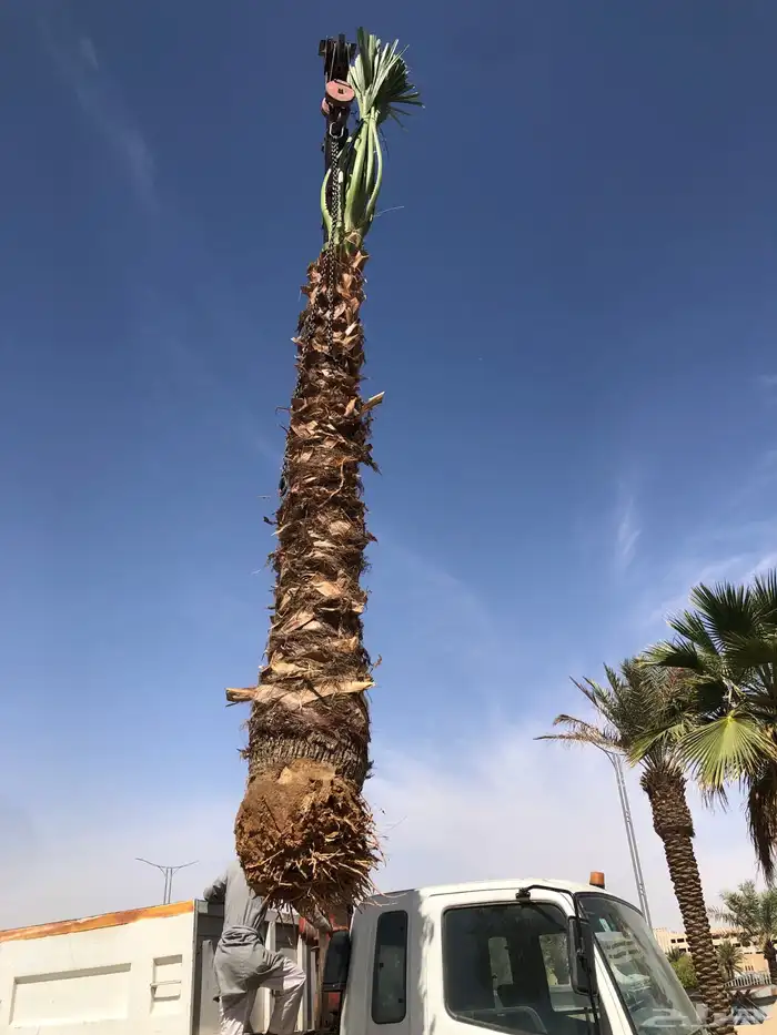 نخيل واشنطني زينه بسعار مناسبه 46