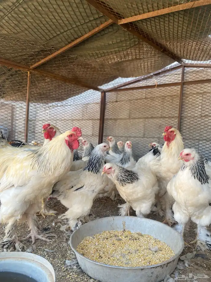 دجاج 7