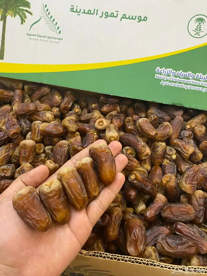برني العيص 1