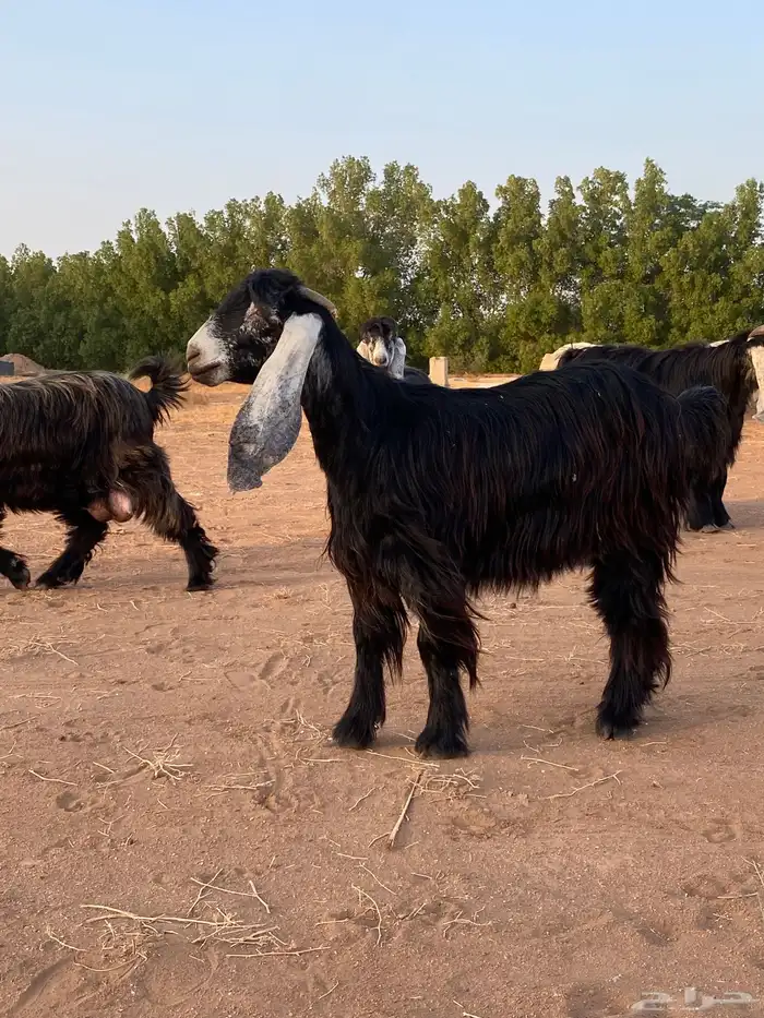 معز عوارض صنف معرفات 0