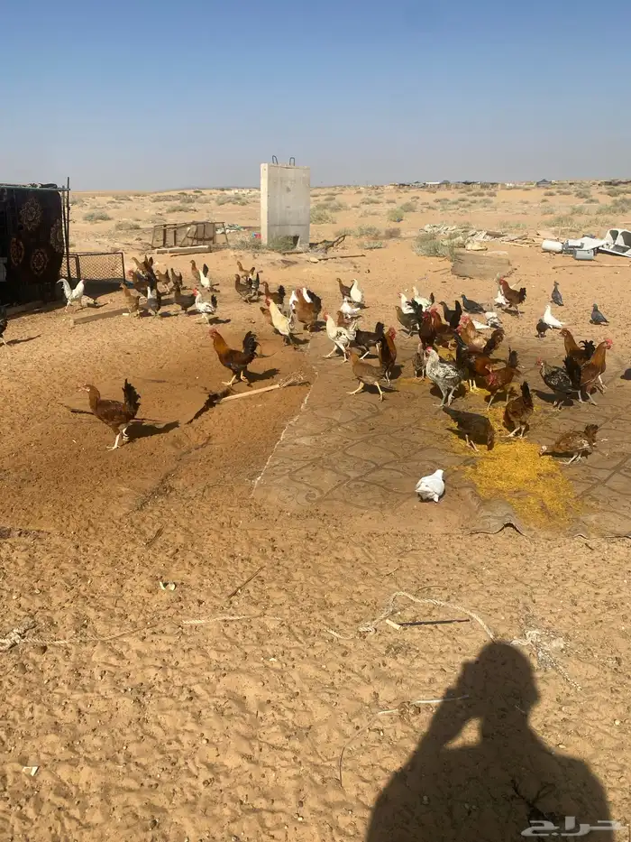 للبيع دجاج 2