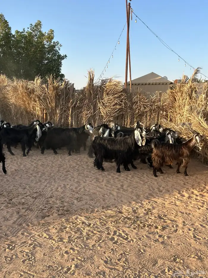 معزا عوارض 2