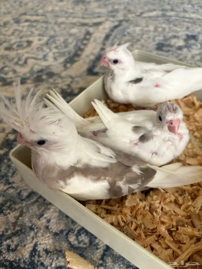 فروخ كروان ( بصمات - وبايد ) تصنيفات جميلة 0