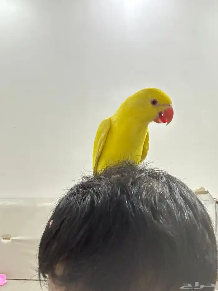 دره هولندي 0