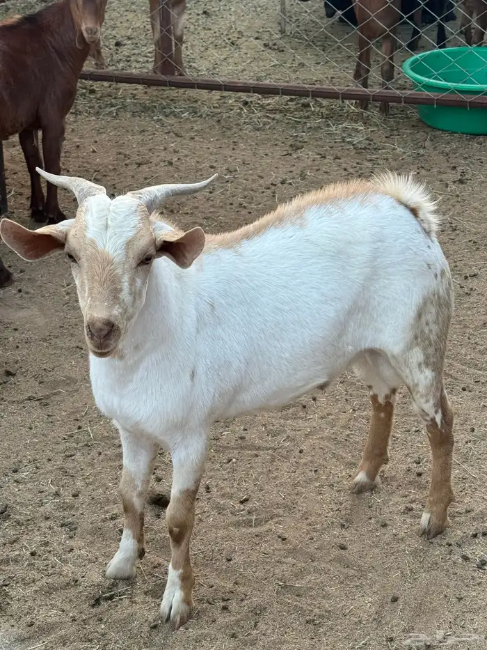 تيس احص ذبيحه 1