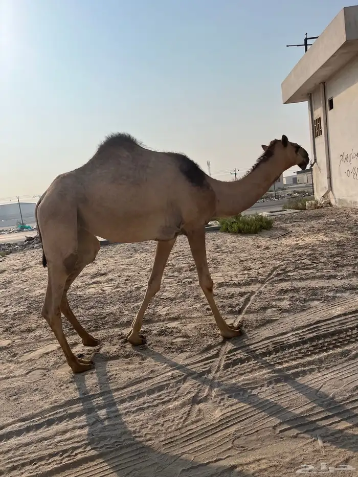 ثلاث لقحات للبيع 4