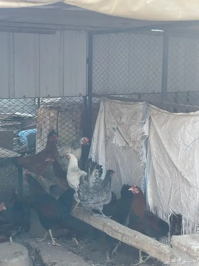 عرض دجاج فرنسي 4