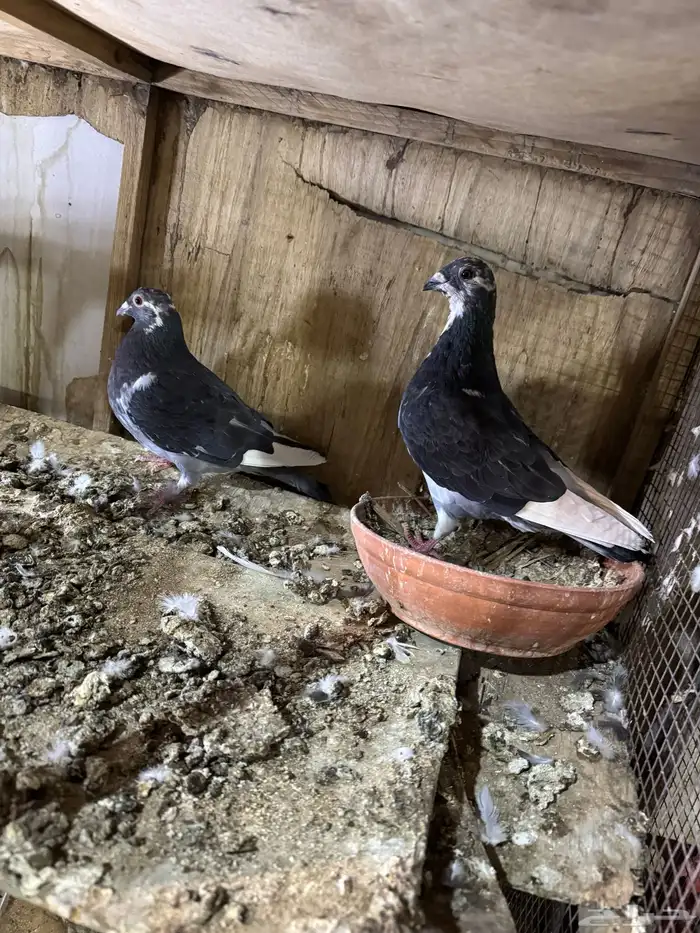 زاجل سباق 3