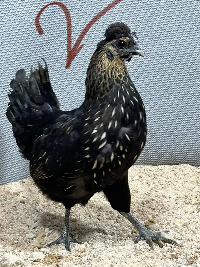 دجاج كويتي 4