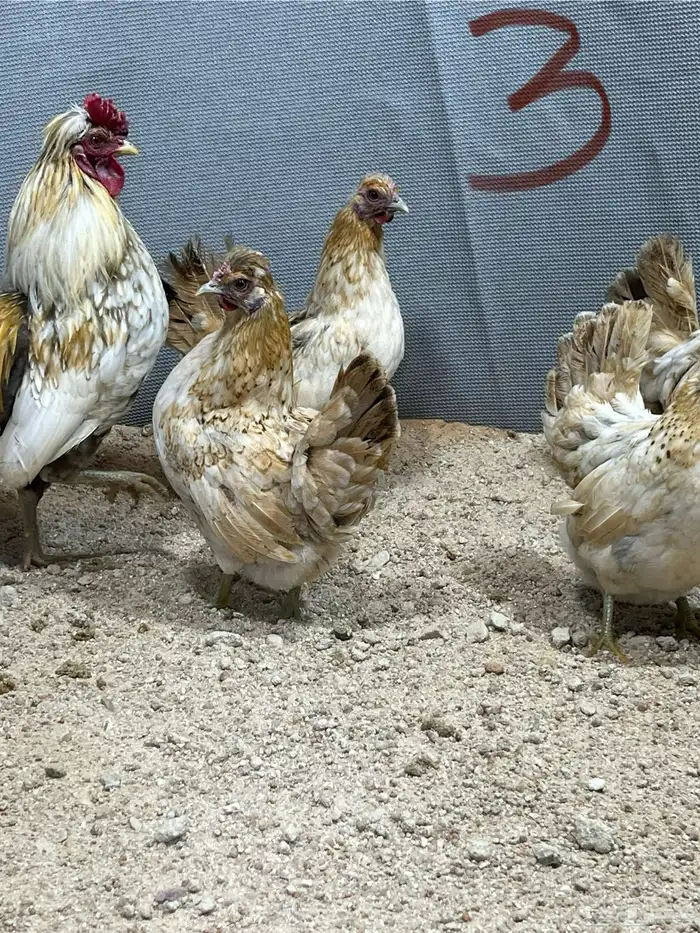دجاج كويتي 5