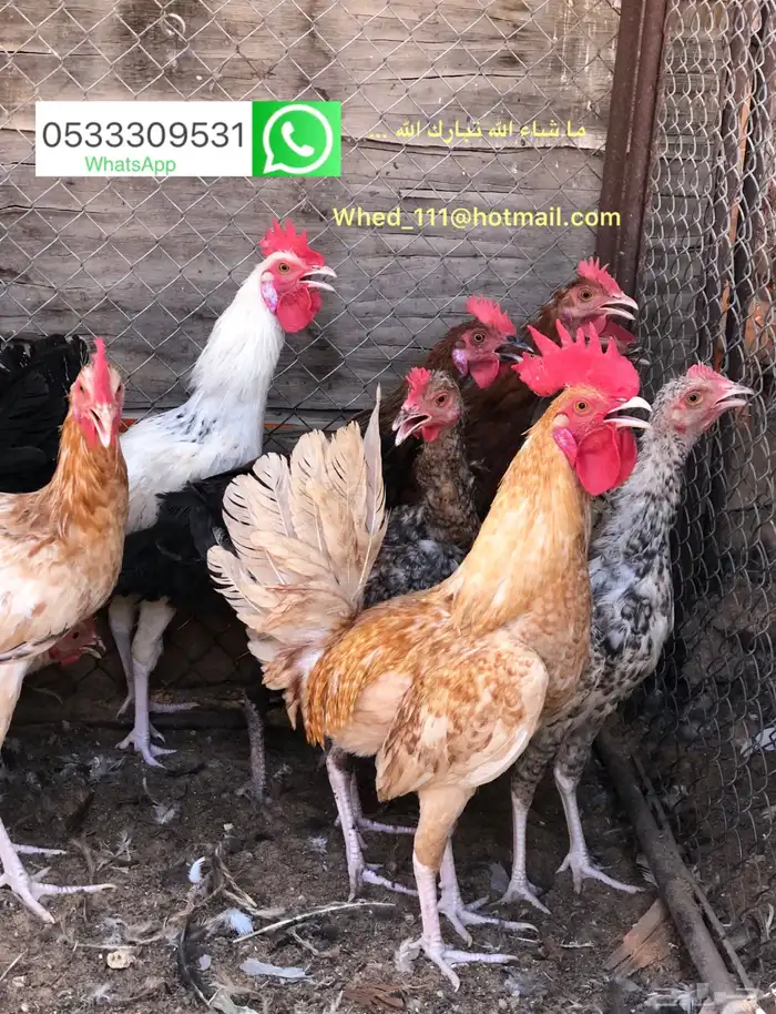 ديوك عربي بلدي عنيزة 9 و 10 شهور 2