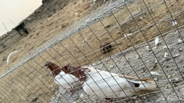 حمام 32