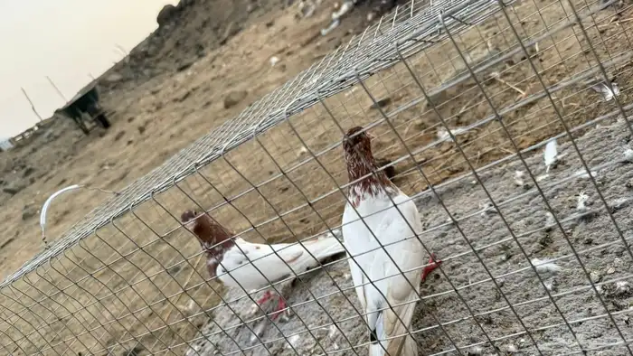 حمام 30