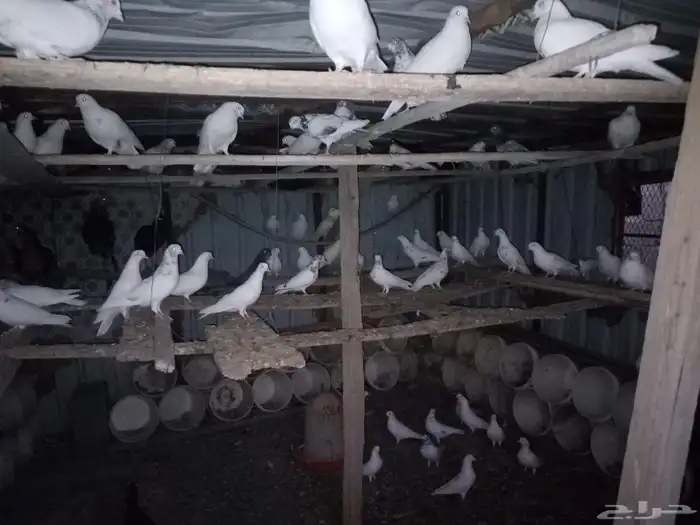 حمام بلدي 0