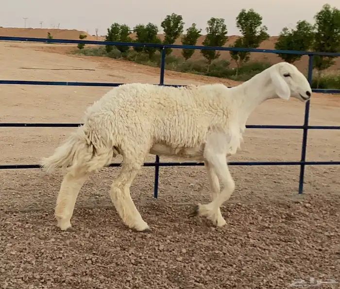 للبيع رخل حريه كفوو 0