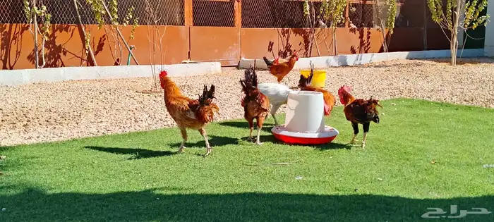 ديكه بلدي 1