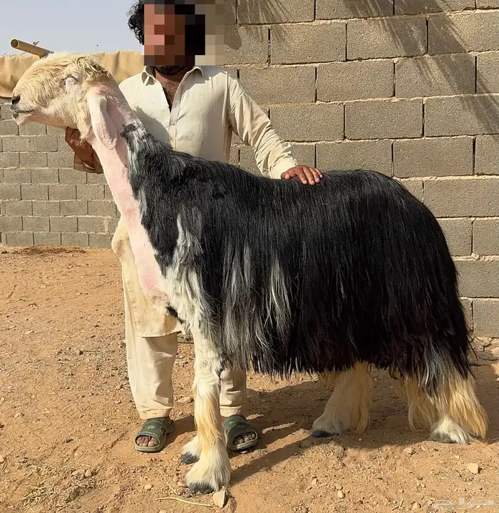 فحل نجدي صنف جرم 0