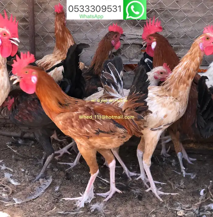 ديوك عربي بلدي عنيزة 9 و 10 شهور 1
