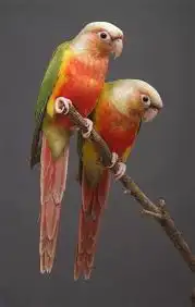 فرخ كنيور اناناس غر انتاج محلي 2
