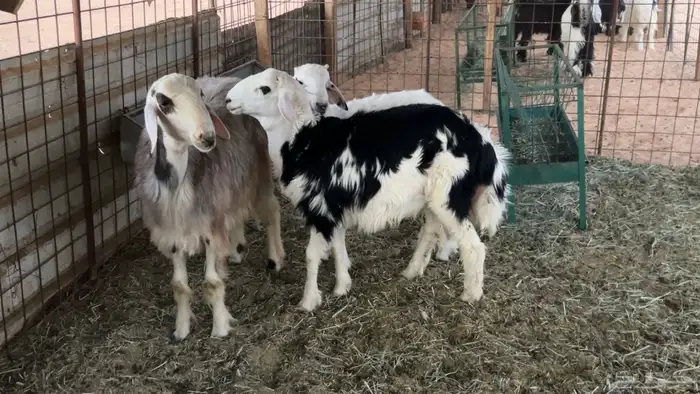 خرفان مهجنه 0