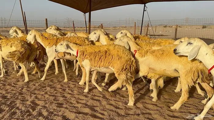 رخال حرية حرش عدد 40 يتبعها 2 4