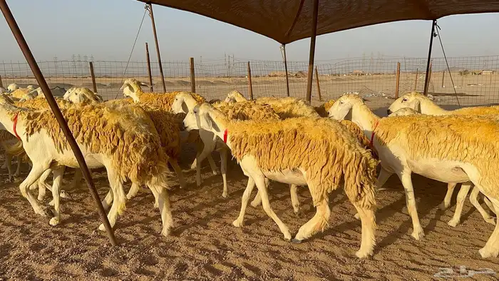 رخال حرية حرش عدد 40 يتبعها 2 9