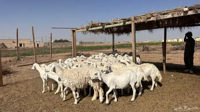 للبيع غنم ريات مراح دفيع ومضاريع على السونار 6