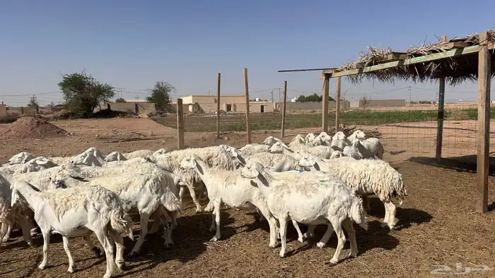 للبيع غنم ريات مراح دفيع ومضاريع على السونار 5