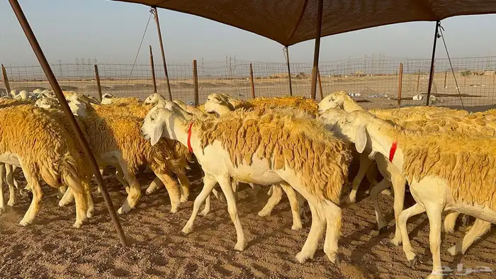 رخال حرية حرش عدد 40 يتبعها 2 8