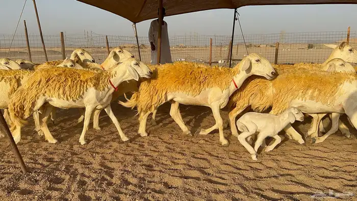 رخال حرية حرش عدد 40 يتبعها 2 3