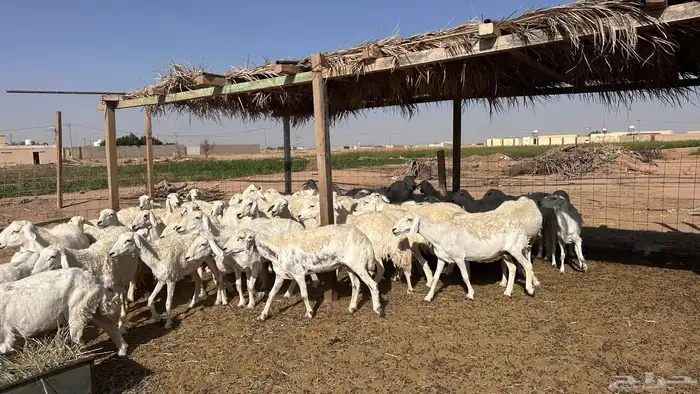 للبيع غنم ريات مراح دفيع ومضاريع على السونار 3