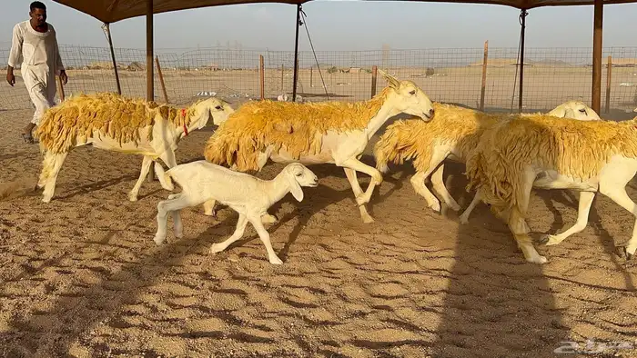 رخال حرية حرش عدد 40 يتبعها 2 2