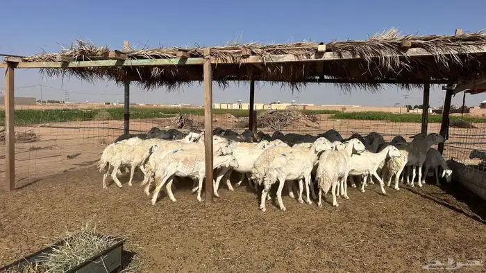 للبيع غنم ريات مراح دفيع ومضاريع على السونار 1