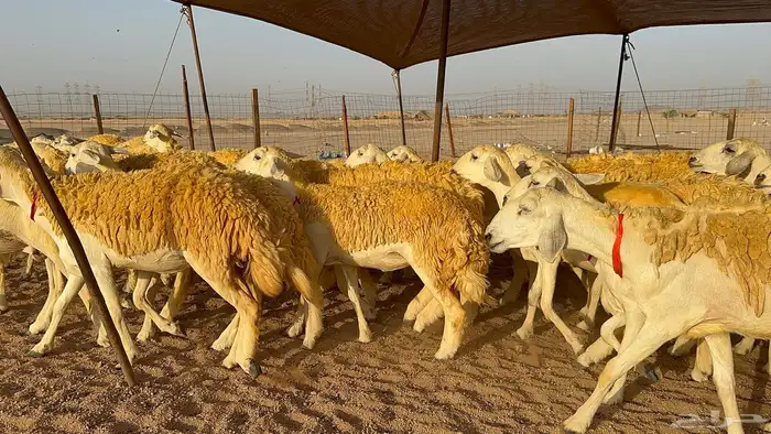 رخال حرية حرش عدد 40 يتبعها 2 7