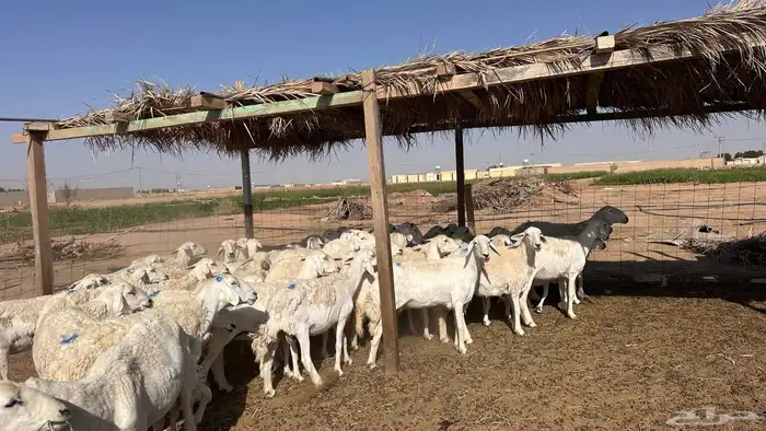 للبيع غنم ريات مراح دفيع ومضاريع على السونار 2