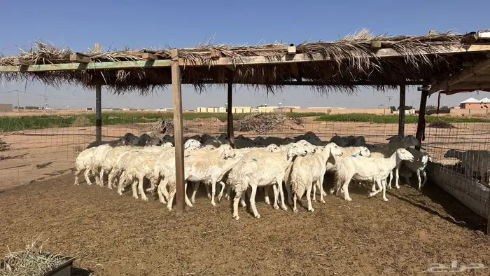 للبيع غنم ريات مراح دفيع ومضاريع على السونار 0