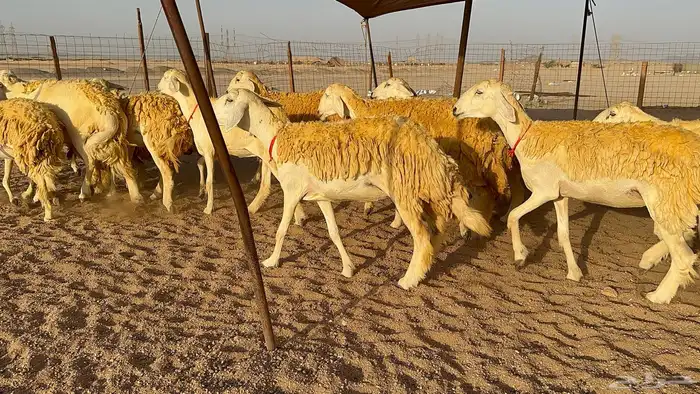 رخال حرية حرش عدد 40 يتبعها 2 1