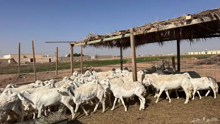 للبيع غنم ريات مراح دفيع ومضاريع على السونار 4